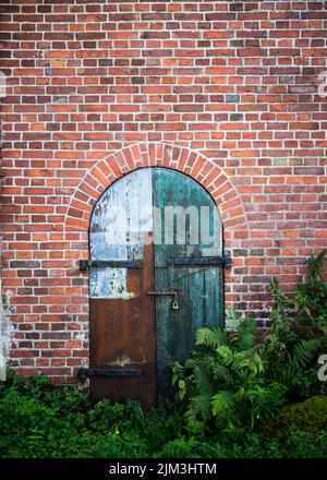 Un colpo verticale di felci verdi che crescono vicino ad un muro di mattoni con porte di legno ad arco Foto Stock