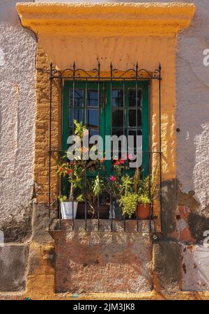 Una foto verticale di una finestra verde con barre di metallo nero e fiori in vaso come un design esterno Foto Stock