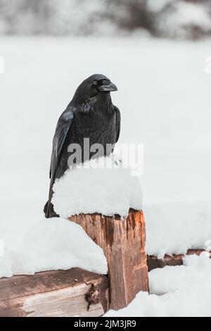 Un poco profondo fuoco di un uccello corvo comune in piedi su un pezzo di legno con neve sullo sfondo della neve Foto Stock