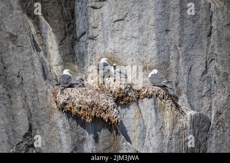 Primo piano di Kittywakes nidificato con giovane sulla scogliera a Evighedsfjord, Groenlandia Foto Stock