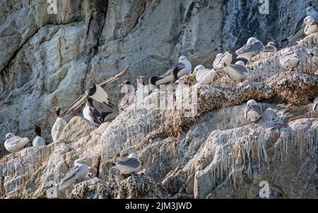 Guillemots e Kittywakes nidificano con i giovani sulla scogliera in Evighedsfjord, Groenlandia Foto Stock