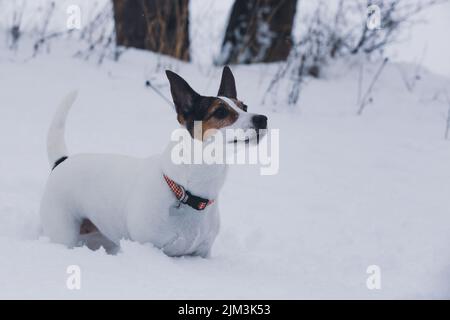 Il basso angolo di un cane Jack Russell Terrier si alza in neve profonda in una fredda giornata invernale Foto Stock