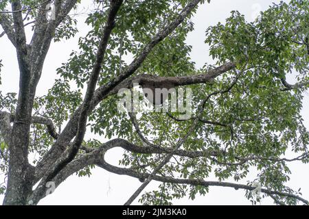 Uno sciame di ape appeso ad un ramo di albero Foto Stock