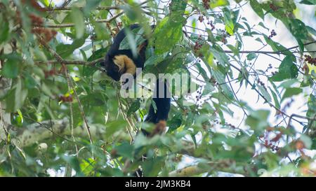 Uno scoiattolo gigante malese nero (Ratufa bicolore) su un ramo di albero Foto Stock