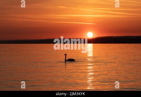 Paesaggio con un bellissimo tramonto sul lago Balaton - Ungheria, cielo, naturale, cigno Foto Stock