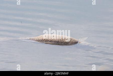 un primo piano con un pesce carpa morto che galleggia sulla superficie dell'acqua Foto Stock