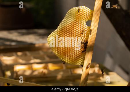 Lingua dal nido d'ape su cui le api raccolgono il miele. L'apicoltore tiene nelle mani una cornice con una nido d'ape tirata Foto Stock