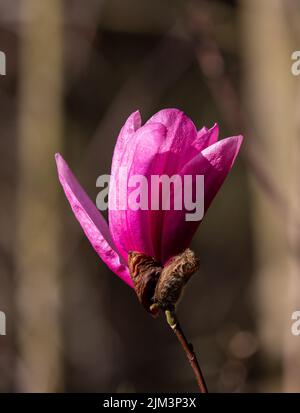 Una messa a fuoco selettiva verticale di un fiore magnolia rosa scuro fiorente Foto Stock