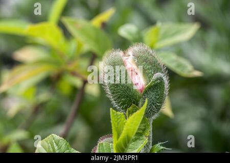 Un bocciolo di papavero breve tempo prima di fiorire con gocce di pioggia sul bocciolo Foto Stock