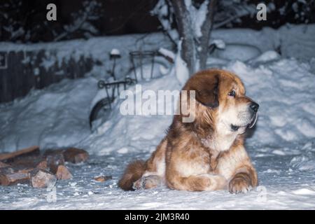 Un primo piano del cane tibetano Mastiff sdraiato sulla neve Foto Stock