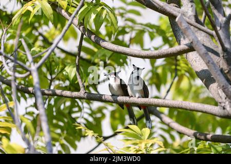 Un primo colpo di bulbul a sussurro rosso Foto Stock