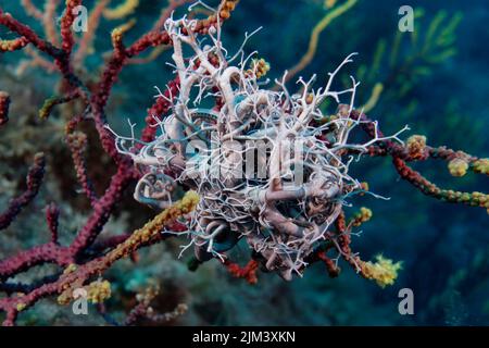 Testa di Gorgon o Basket STAR (Astrospartus mediterraneo) Foto Stock