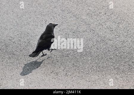 Un primo piano del jackdaw occidentale, Coloeus monidula, noto anche come jackdaw eurasiatico. Foto Stock