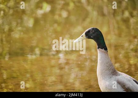 Un primo piano dell'anatra runner indiana, Anas platyrhynchos domesticus. Foto Stock