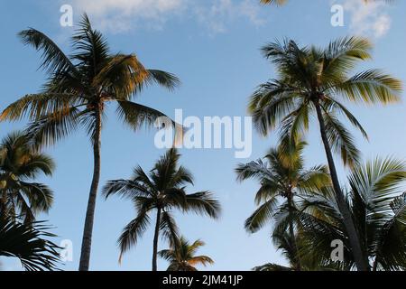Un basso angolo di palma contro il cielo blu in luce solare nella città di Punta Cana, Repubblica Dominicana Foto Stock