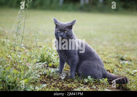 Un primo piano di un gatto grigio shorthair seduto sull'erba nel parco in una giornata di sole con sfondo sfocato Foto Stock