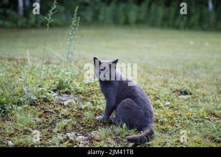 Un primo piano di un gatto grigio shorthair seduto sull'erba nel parco in una giornata di sole con sfondo sfocato Foto Stock