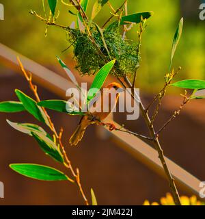Un bellissimo uccello arancione arroccato su un ramo di albero Foto Stock