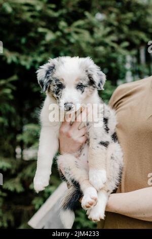 Un primo piano di una donna adulta in possesso di un bordo collie pastore australiano mix cucciolo all'aperto durante il giorno con sfondo sfocato Foto Stock