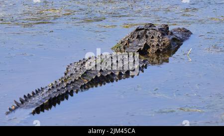 L'alligatore americano nel fiume. Alligatore mississippiensis. Foto Stock