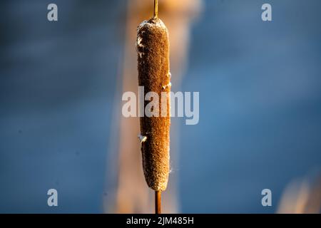 Primo piano di una canna su sfondo blu sfocato. Foto Stock