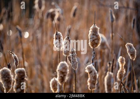 Un fuoco selettivo di canna crescente con giù nel campo Foto Stock