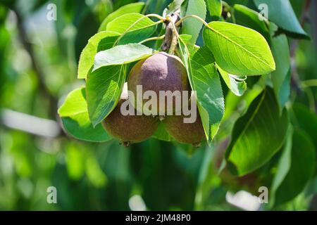 Pere in maturazione che appendono l'albero tra il verde fogliame in giorno di sole Foto Stock