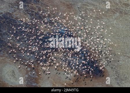 Una vista aerea del fiammeggiante dei fenicotteri che volano sul lago Soda Foto Stock