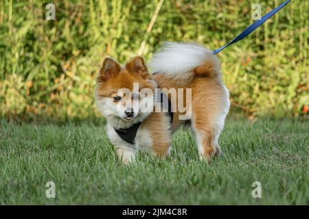 Un Pomeranian che è camminato nell'erba con la lingua che sporge Foto Stock