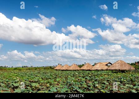 Capanne rustiche in piantagione di loto Foto Stock