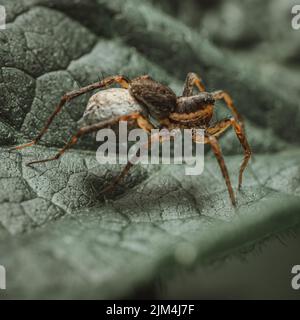 Un primo piano di un ragno di Pardosa milvina su una foglia nel giardino Foto Stock