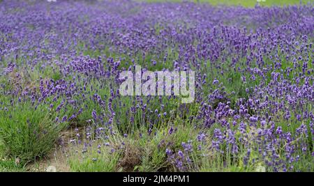 Fiori di lavanda su grandi cespugli durante la fioritura. Boccioli profumati viola brillante nel parco. Bellissimo paesaggio con campi di fiori. Una passeggiata attraverso il Foto Stock