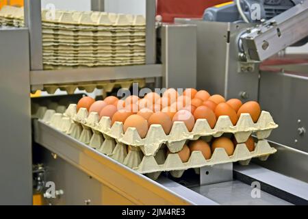 vassoio per uova marrone con uova di pollo in contenitore di cartone sul piano di chiusura del trasportatore, diversità di lavorazione industriale Foto Stock