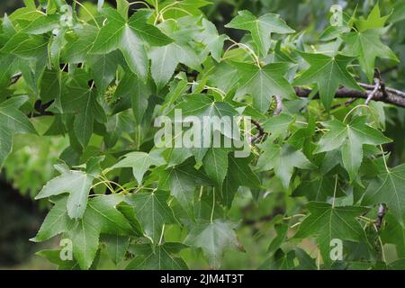 Rami di gomma dolcificante americana o albero di Liquidambar styraciflua Foto Stock
