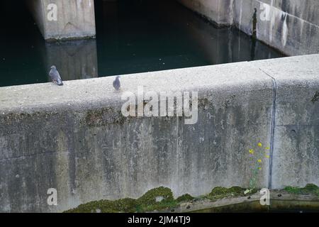 Un paio di piccioni arroccato sulla parete di pietra dello stagno. Foto Stock