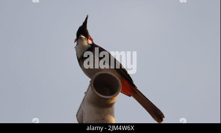 Un primo piano del bulbul rosso arroccato sulla cima di un tubo Foto Stock