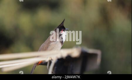 Un primo piano del bulbul rosso arroccato su un filo Foto Stock