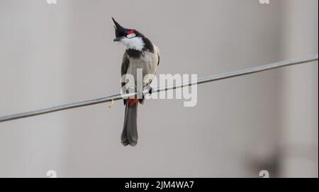 Un primo piano del bulbul rosso arroccato su un filo Foto Stock