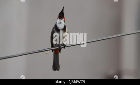 Un primo piano del bulbul rosso arroccato su un filo Foto Stock