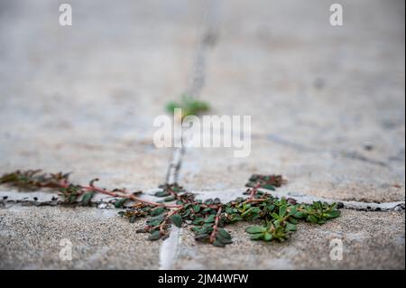 L'erbaccia di Purslane che cresce attraverso una crepa e un giunto tra due lastre di calcestruzzo. Foto Stock