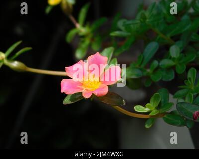 Un primo piano di un'umbraticola di Portulaca, conosciuta anche come la poppola delle ali. Foto Stock