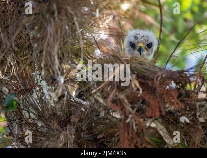 Un primo piano del falco del bambino nel nido Foto Stock