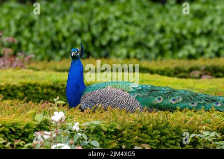 Ritratto di un pavone (pavo cristatus) seduto su una siepe Foto Stock