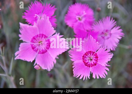 Dianthus chinensis cinese rosa Cina Foto Stock