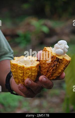 Un primo piano verticale della mano di una persona che tiene metà del frutto di cacao con i fagioli visibili Foto Stock