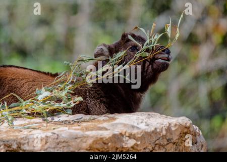 Carino ritratto del volto di un giovane mishmi takin giocando con un ramo Foto Stock