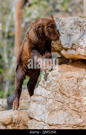 Ritratto completo di un giovane mishmi che gioca su una roccia Foto Stock