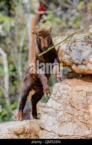 Ritratto completo di un giovane mishmi che gioca su una roccia Foto Stock