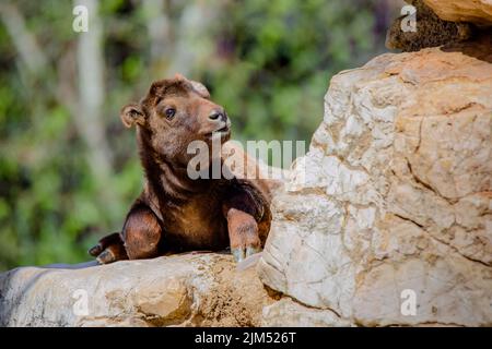 Ritratto integrale di un giovane mishmi takin appoggiato su una roccia Foto Stock