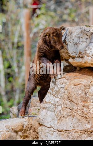 Ritratto completo di un giovane mishmi che gioca su una roccia Foto Stock